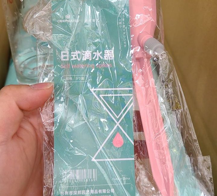 $3 盆栽用迪迪仔