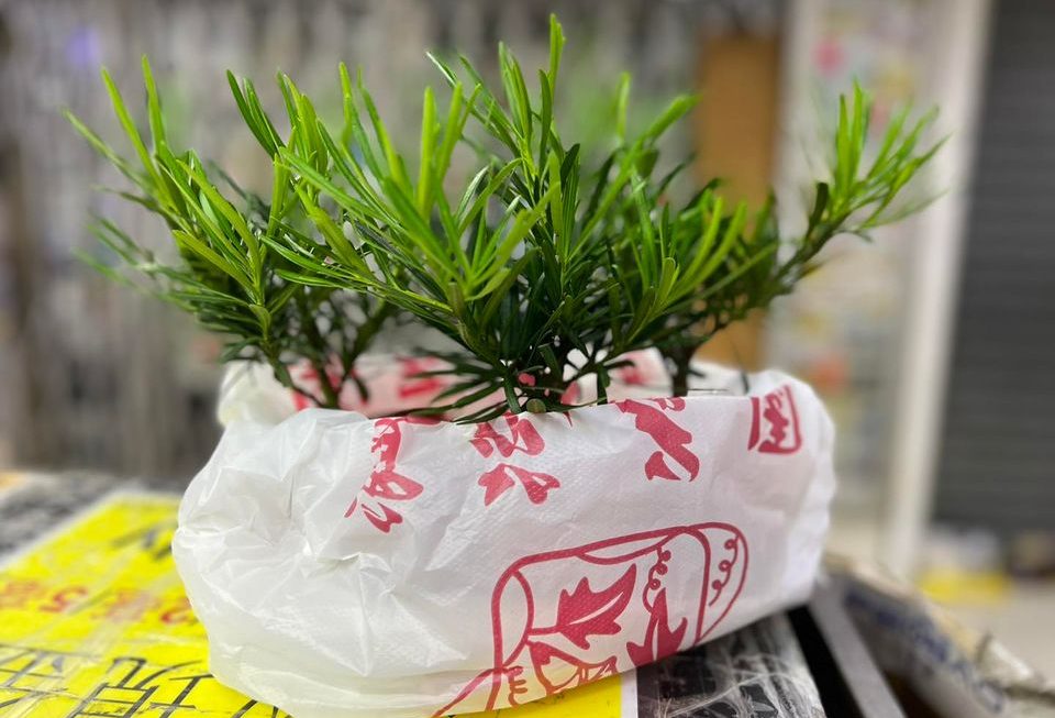 失物認領～植物一棵