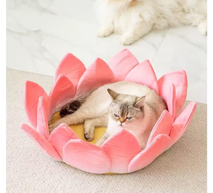 蓮花貓床墊 $39