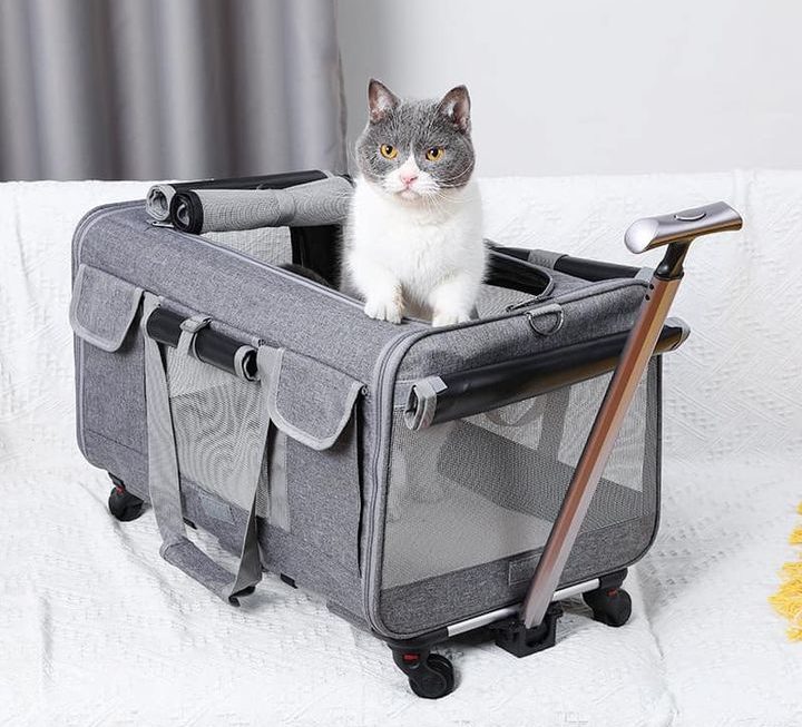 寵物車 $179