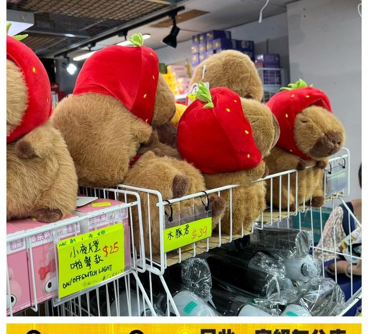 得意水豚毛公仔 ~$39