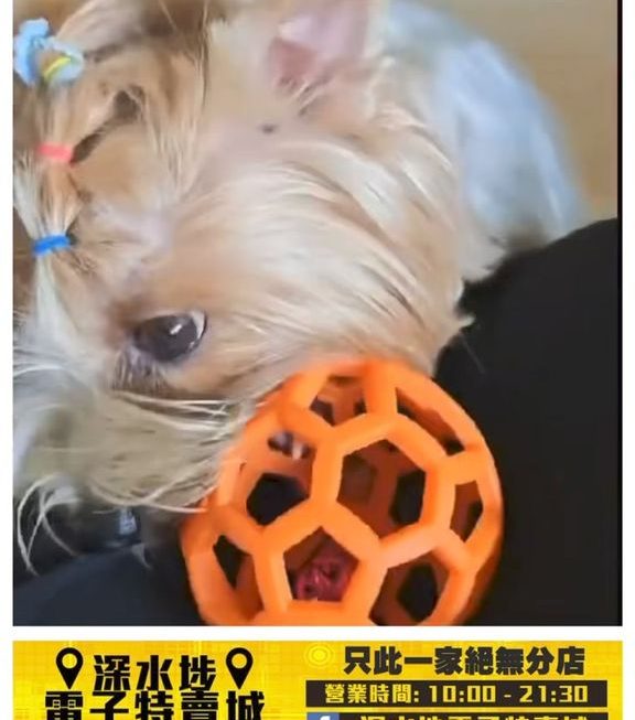 寵物咬咬玩具波~$5