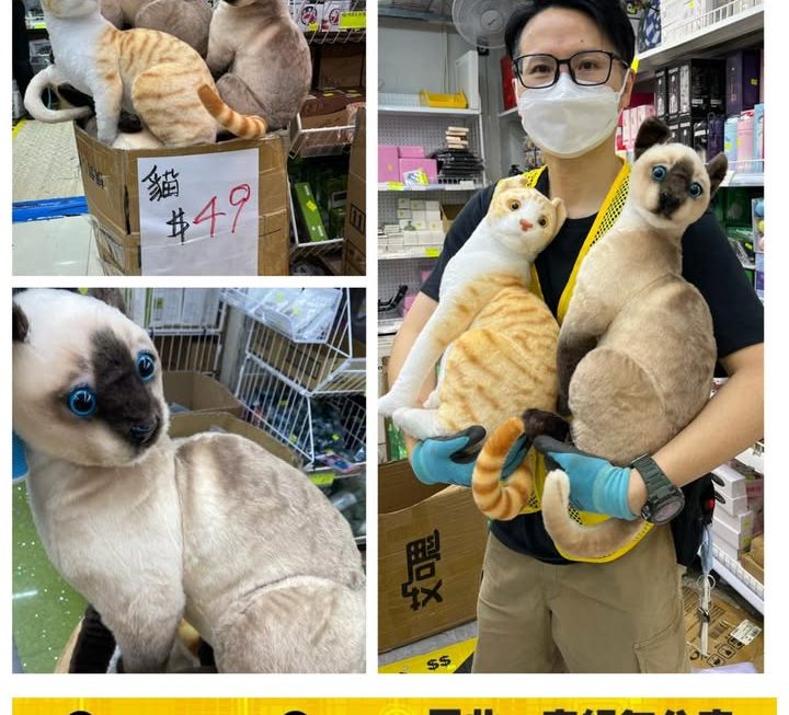 小馬哥介紹