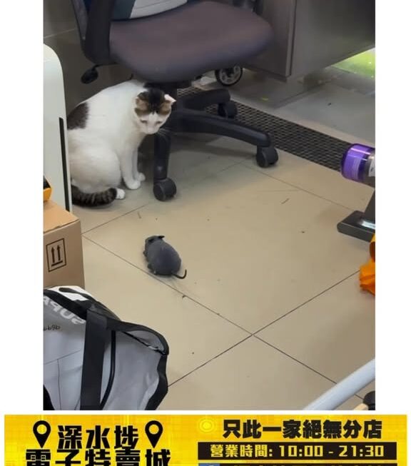 小白喵喵好推介😹😼😽