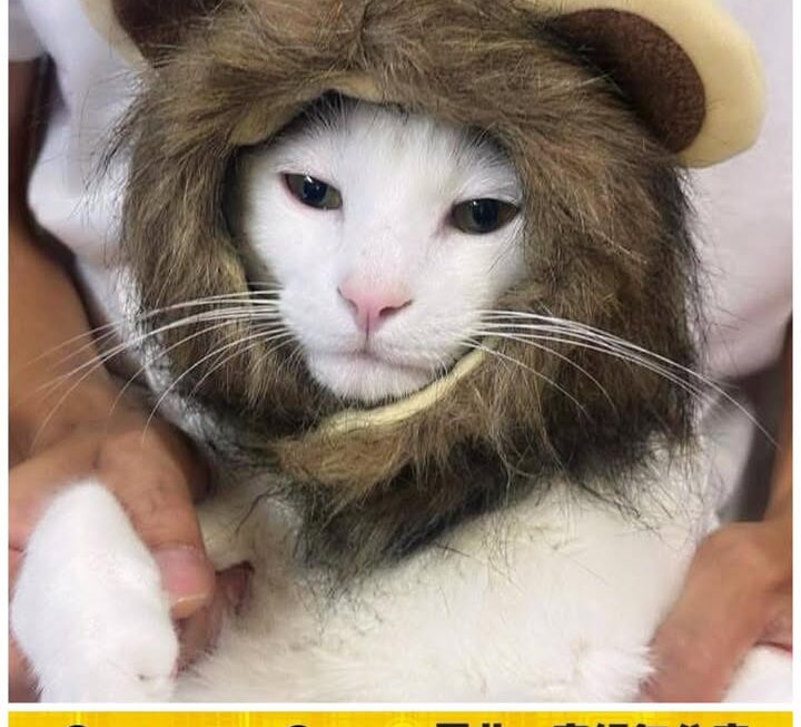 🥺送出小白厭世獅子頭造型🐯🐱😚