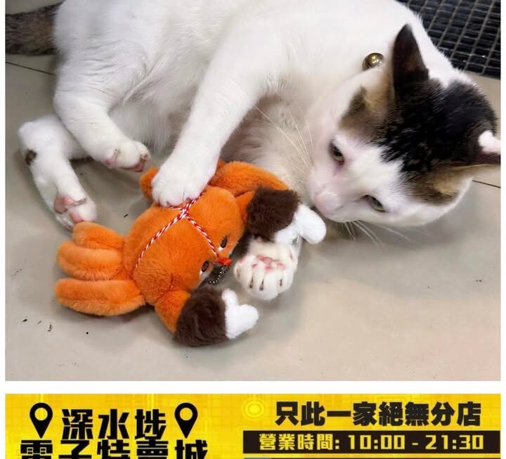 小白至愛😽😻