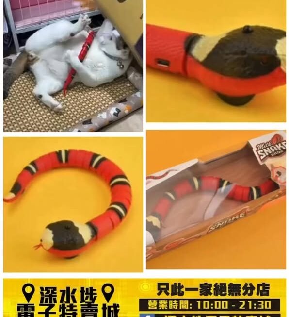 小白新寵😼😽