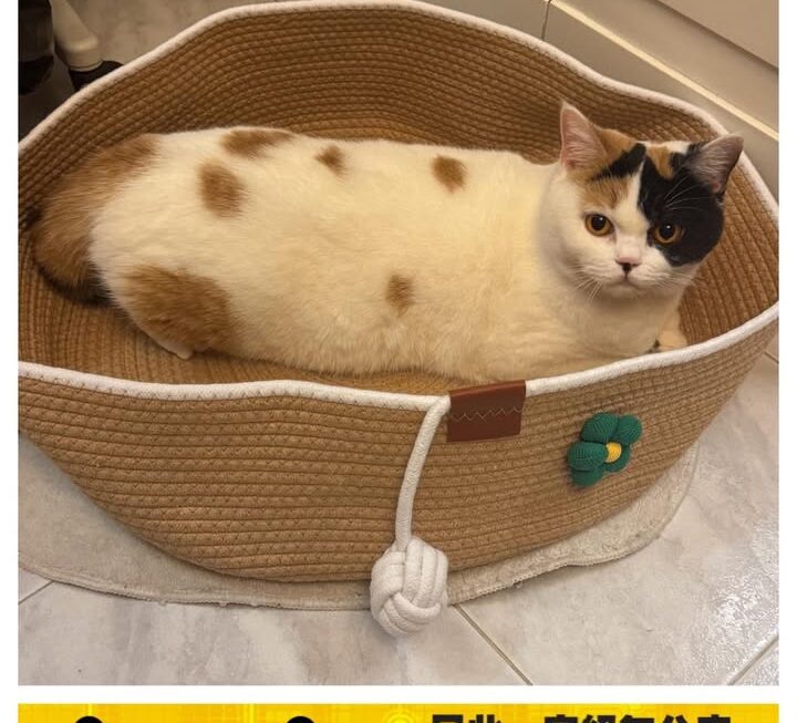 新model 示範中🐱🐈